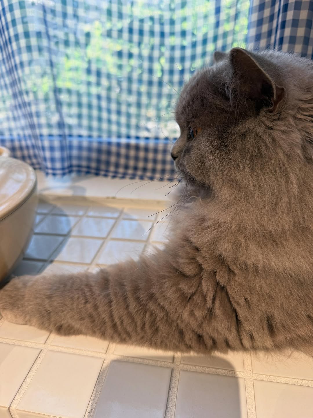 栗原はるみ、愛猫の横顔を披露「凛々しすぎる」と話題に