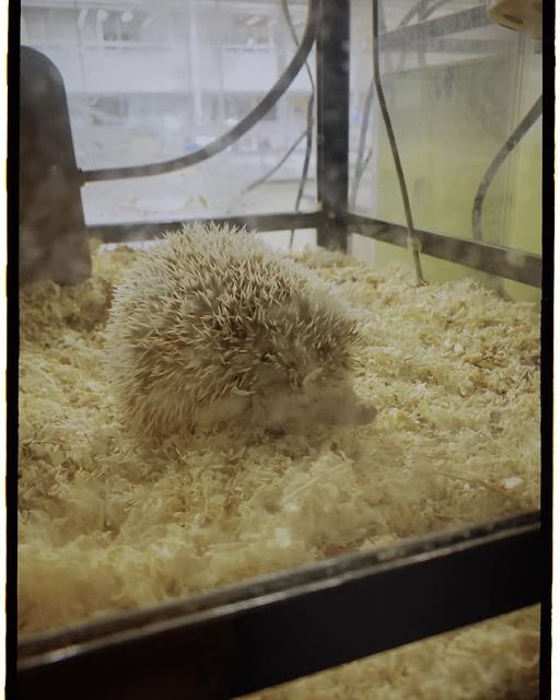 「ドラマ放送まで後10日」吉岡里帆、ドラマ宣伝とともにアップしたあの