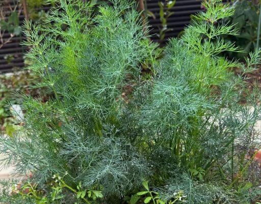 栗原はるみがとらえた、雨に濡れて輝くディルとクリスマスローズ。朝の静寂に包まれた、美しきひととき