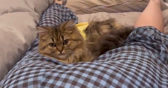 絶対に動かない!?人気グラドルの太ももを枕にする愛猫のムービーにファンも注目！