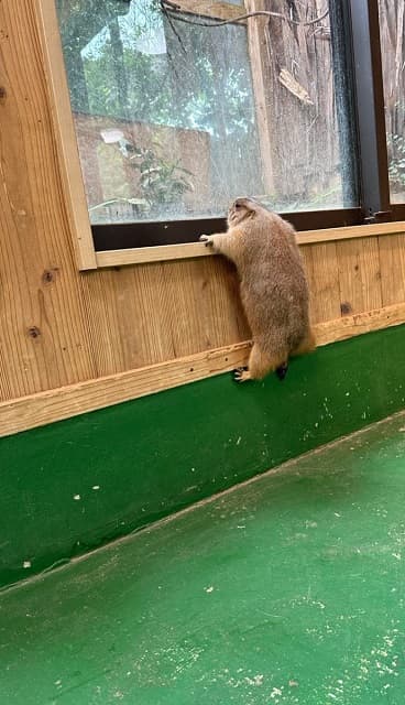 「本人には申し訳ないけどかわいい」プレーリードッグの可愛すぎる”情けない写真”に大反響！
