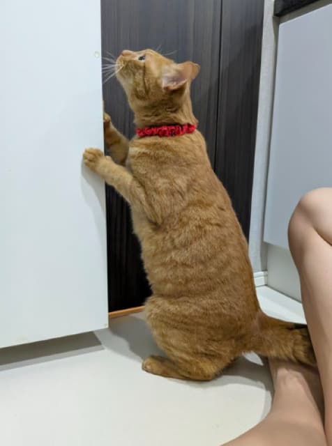 「扉の開け方をマスターしようとしてる？？」松丸亮吾が愛猫の“ほっこり”をシェア