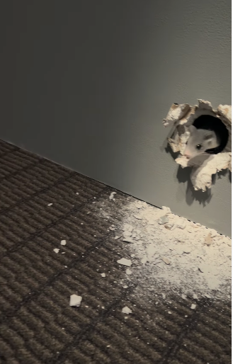 大爆笑！！千鳥ノブが撮る、喋る箱根のネズミ！