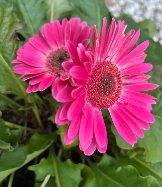 「何を目標に進むのか・・・」歌手 工藤静香 人生について語る！