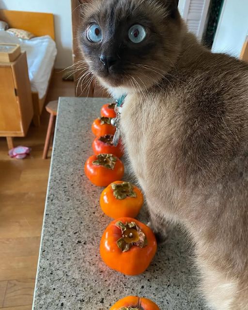 「どこ見てんのニャ！」青木さやか、愛猫