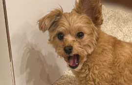 「この顔に勝てるわけがない…」川口葵、テーブルの下から見つめる愛犬ショットに癒されるファン続出！