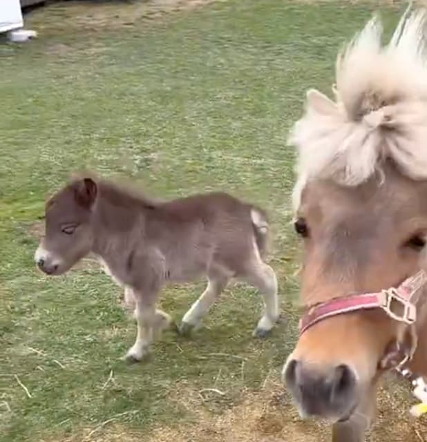 北海道・おひさま牧場でほっこり！新米ママ・しーちゃん＆グレイ親子の“グダグダ帰宅劇”