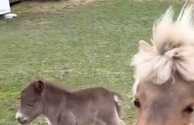 北海道・おひさま牧場でほっこり！新米ママ・しーちゃん＆グレイ親子の“グダグダ帰宅劇”