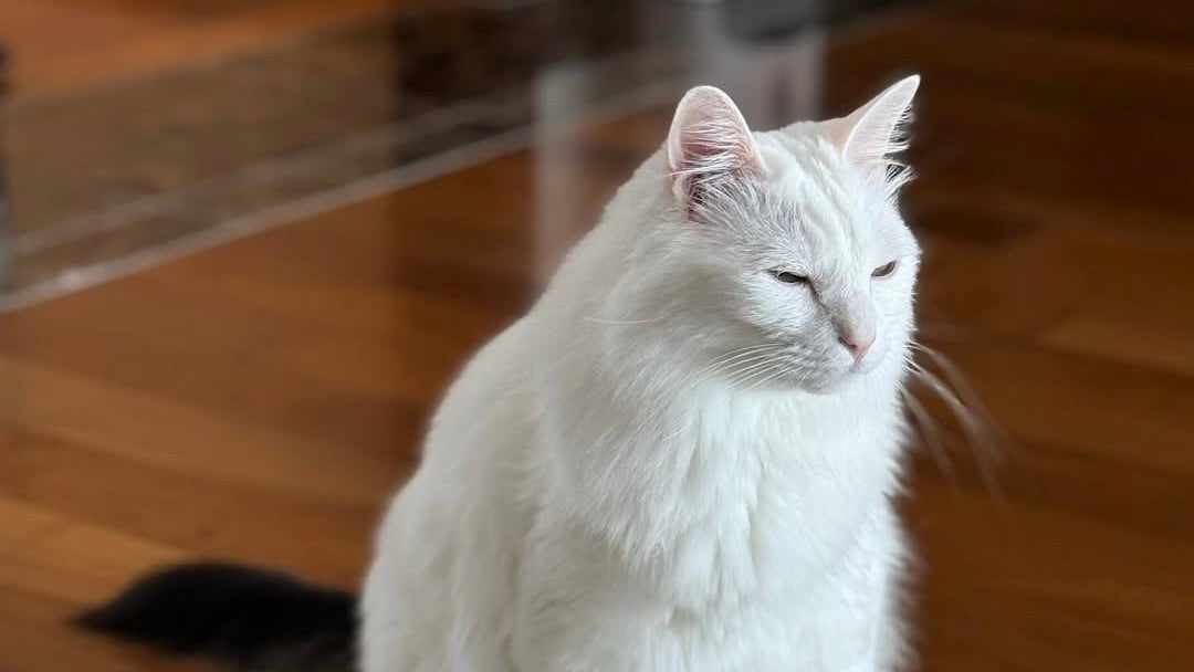 宮里藍の愛猫・てんてん、お気に入りの場所でパシャリ！「いくら心あっても足らんくらい可愛い」