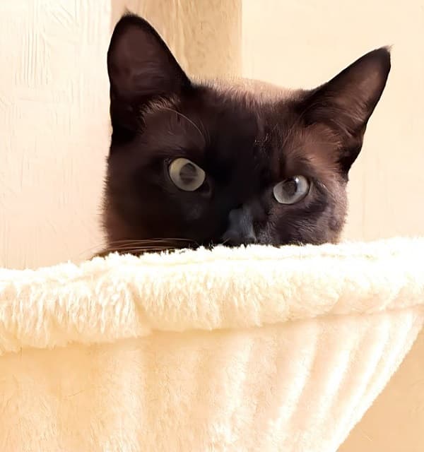 「激おこ可愛いー！」ホロライブ 不知火フレアがﾈｺﾁｬﾝのプンスカショットを投稿