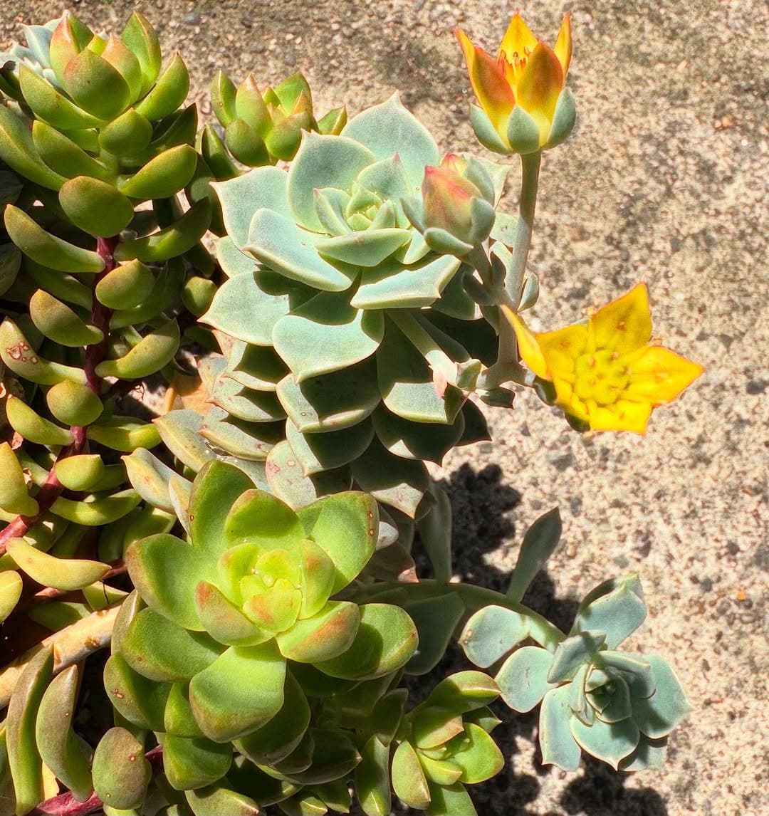 雛形あきこ、自宅のエケベリアが開花！「はじめて咲いた！」と感動