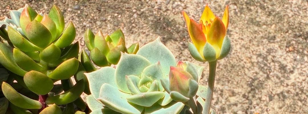 雛形あきこ、自宅のエケベリアが開花！「はじめて咲いた！」と感動