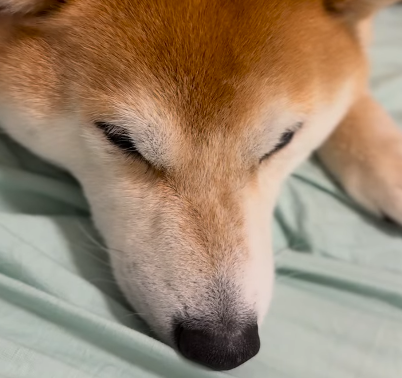 可愛すぎて悶絶！大山加奈、愛犬だいずをオリジナル子守唄で寝かしつけ