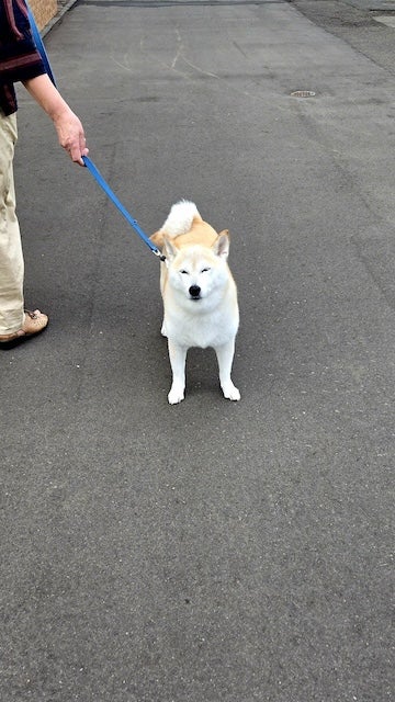 札幌出身の人気芸人が実家に帰省！「老犬と老婆がお出迎え。」