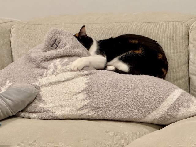 「めちゃかわいい」SnowMan・佐久間大介がかわいすぎる猫写真を公開