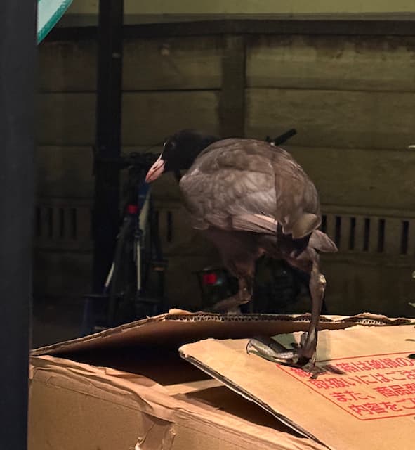 田村淳、近所で「幸せを運ぶ黒い鳥」に遭遇！？