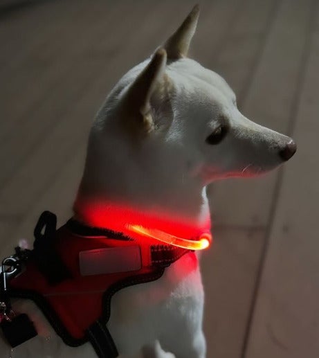 人気芸人の愛犬が可愛すぎると話題「癒されます」「まさに天使」