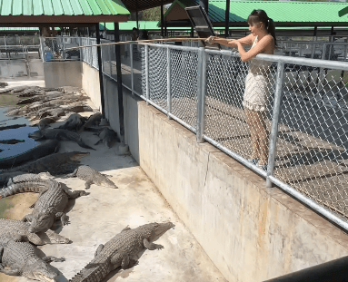 「ワニVSタモ網姉ちゃんです」話題の生態系インフルエンサー、”くたばってられない”と捕獲練習に励むムービーが大反響！