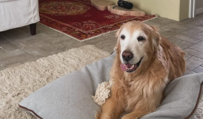 「まるで守り神…」石田ゆり子、愛犬と“白馬の絵”が織りなす神秘のリビングショットが話題に