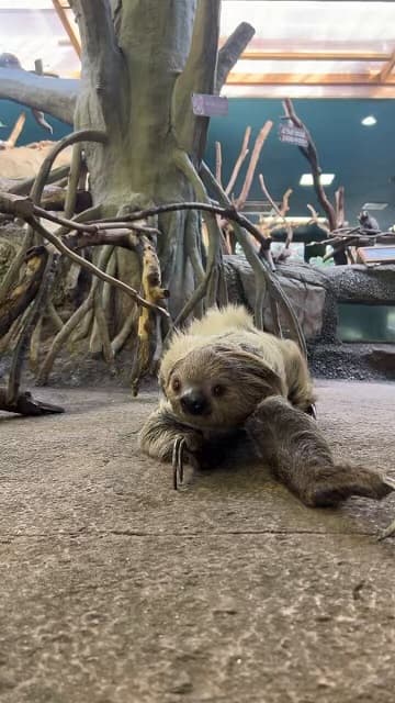 「貴重映像⁉︎」那須どうぶつ王国が地面を歩くナマケモノの姿を公開！