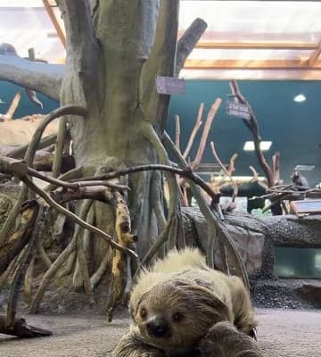 「貴重映像⁉︎」那須どうぶつ王国が地面を歩くナマケモノの姿を公開！