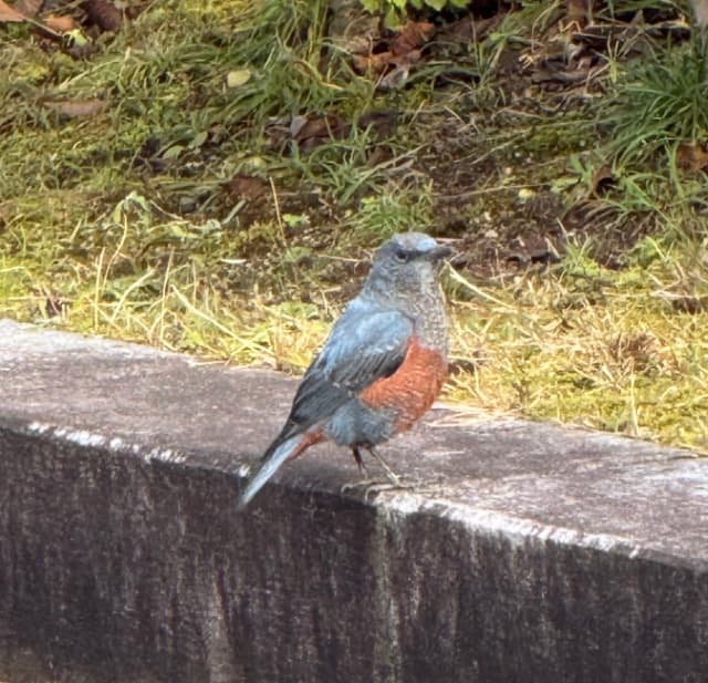 レイザーラモンRG、舞鶴でバードウオッチングも「動き速すぎて撮れなかった…」とカワセミの激写に失敗！