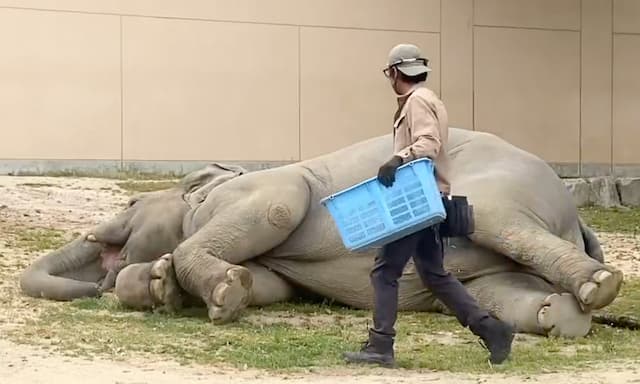 ゾウのミリンダが“ごろん
