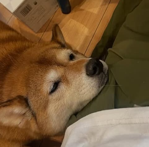 「愛くるしい」パンサー尾形、愛犬ミクちゃんの可愛すぎるショットを大公開！