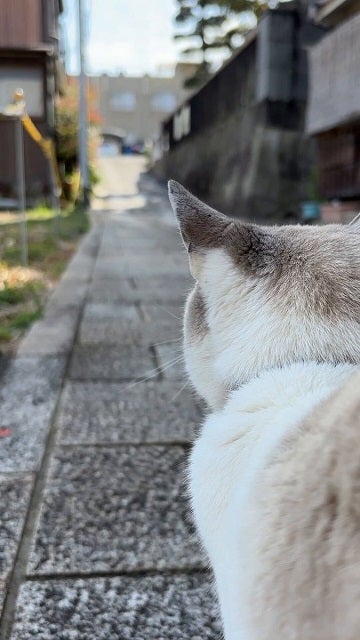 「盗撮してたら怒られました」カメラに気づいた猫ちゃんの声が可愛すぎると話題に