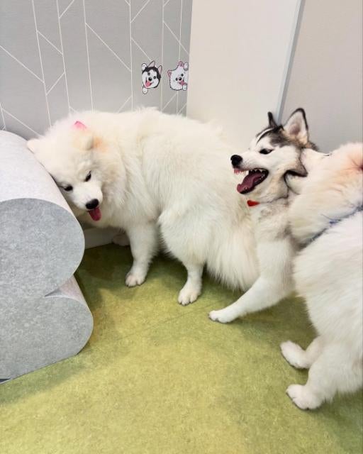 平末明日香、サモエドカフェで癒しのひととき「わんちゃん飼うのが夢」