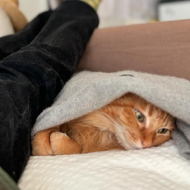 猫沢エミ、家族の看病に奮闘中！パートナー猫ユピ坊が癒しのサポート