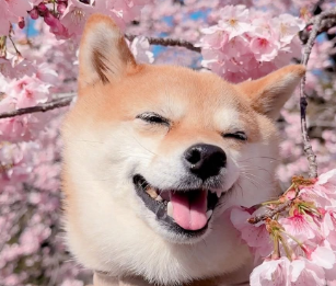 桜満開の井の頭公園で豆柴たま＆にこが春ショット！無表情の攻防にファンもほっこり