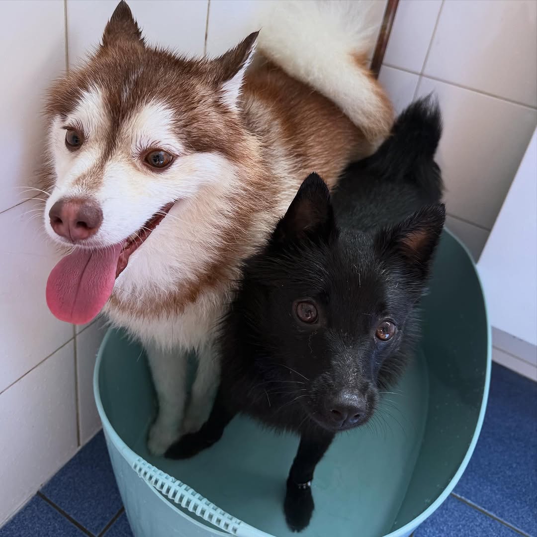 「パリにはクーラーがない！？」杏、パリの猛暑事情について語る