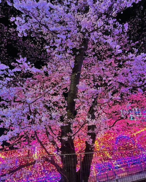 ギャル曽根が魅せる春の魔法。夜桜×イルミネーションが幻想的すぎる！