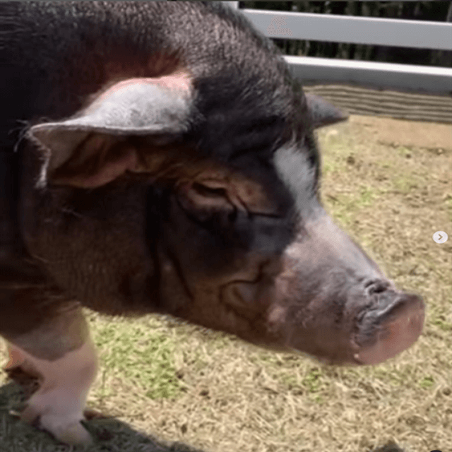 前園真聖が「愛豚セブン」との動画を見直し幸せを綴る