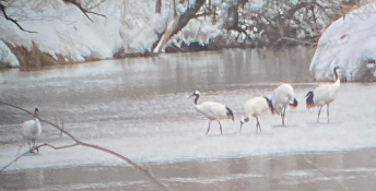 「神々しい飛翔！」杉田かおる、北海道でタンチョウの優雅な姿に感動
