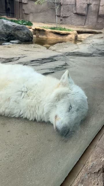 「人間と同じ、あるあるですね」オオカミの可愛いお昼寝風景に反響