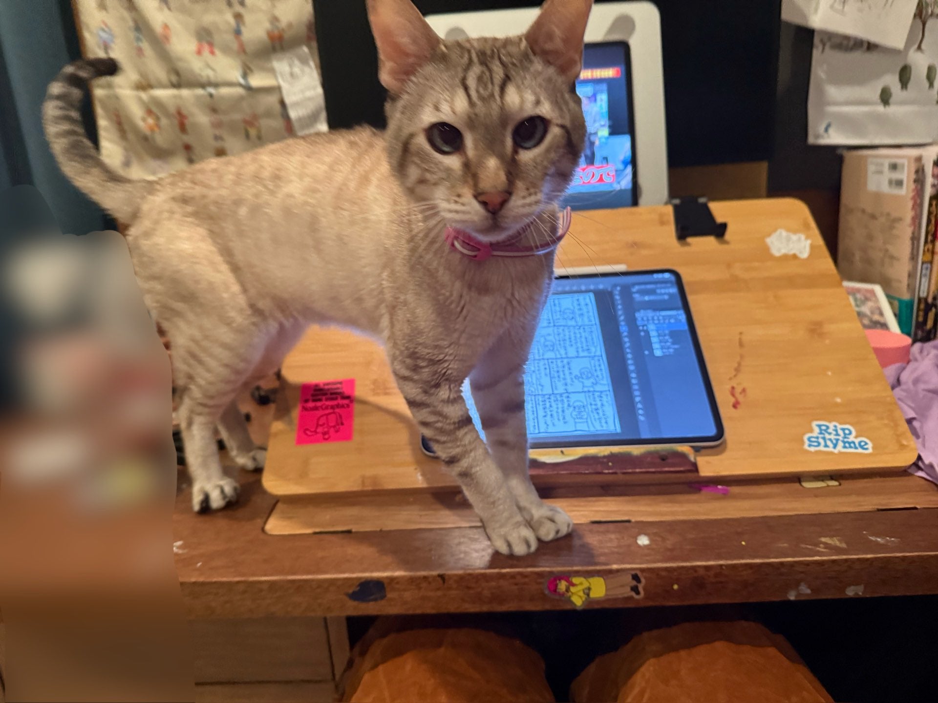 あの人気芸人、猫との癒しの瞬間を投稿！仕事の邪魔も”愛おしい”？