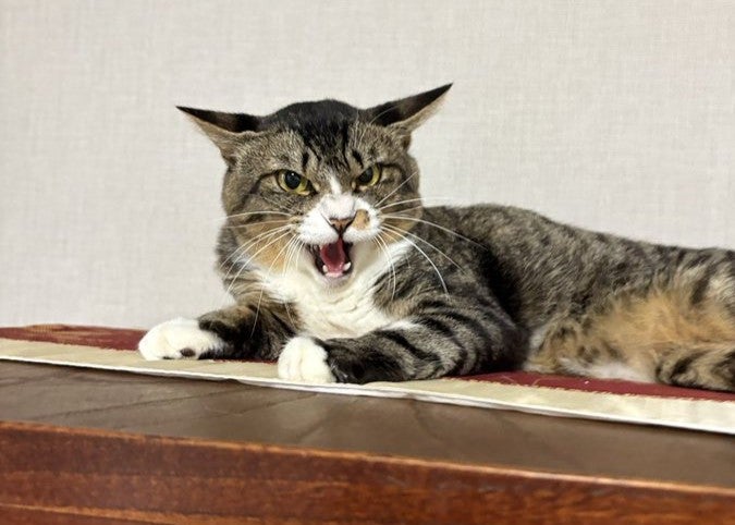 演歌歌手・藤あや子、新しい家族・保護猫「じゃこ天クン」との朝を紹介「気合いが入ってとても良き」