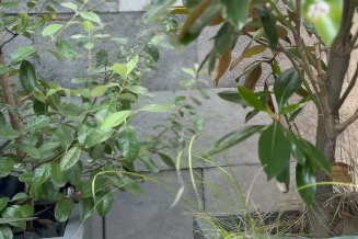 3分間の癒やし…清塚信也から届けられた癒やしのSummer−time