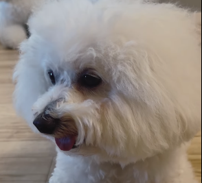 槙野智章、愛犬ビションフリーゼの「一芸チャレンジ」披露！