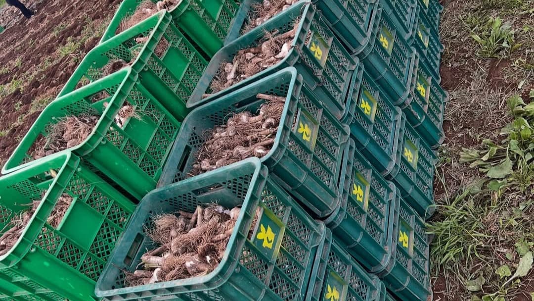 工藤阿須加、約1.5トンのにんにく収穫を報告　有機農園での成果と感謝つづる