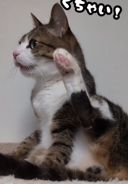 猫ちゃんのフレーメン反応が可愛い！Suzume Catの最新動画が「お顔...たまらな～いっ!!!」と話題に！