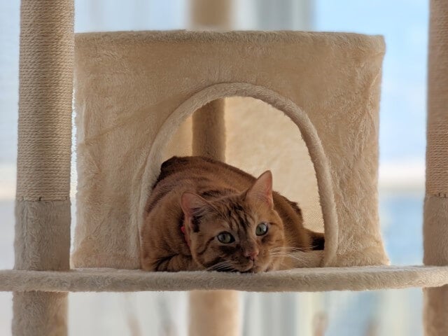 「初めて使ってくれたとは思えない」あの謎解きクリエイターの愛猫が気に入った場所とは…？