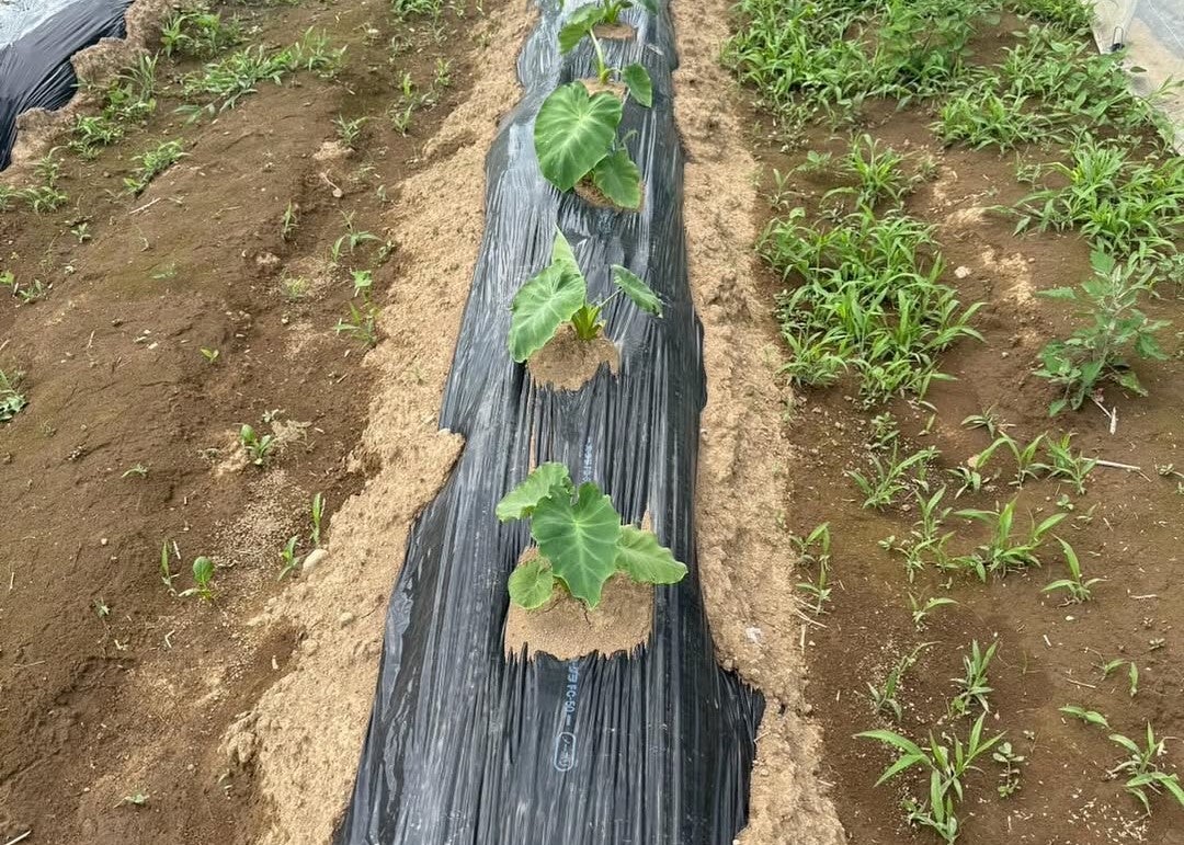 台本片手に畑仕事　工藤阿須加の“夏の農ある暮らし”