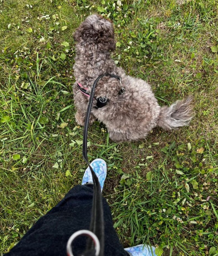 木村拓哉さんがもふもふ愛犬といつもとは違うお散歩コースへ🐶💖「やっぱり嬉しそう」