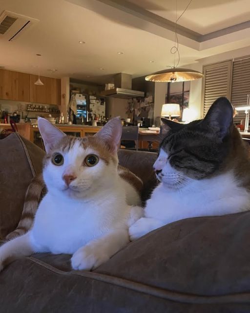 石田ゆり子、愛猫