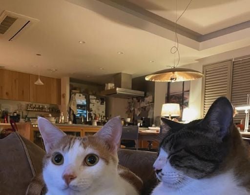 石田ゆり子、愛猫