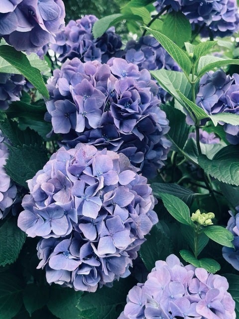 樋口日奈、紫陽花に託す想い。姉の誕生日とともに迎える梅雨の贈り物