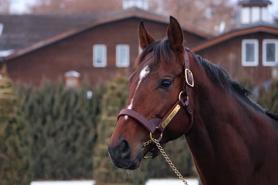 引退のドウデュース、社台ファームに到着報告